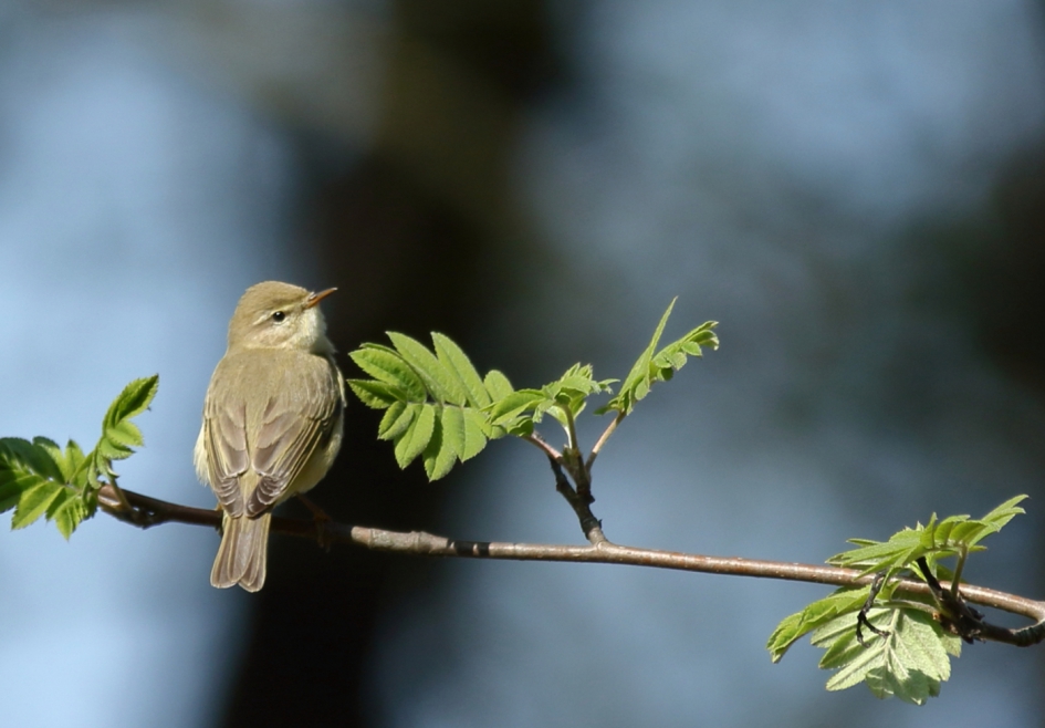 fitis - Vogels - fitis