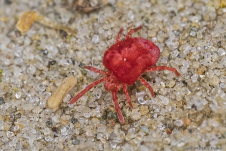 Fluweelmijt onbekend (Trombidiidae indet)