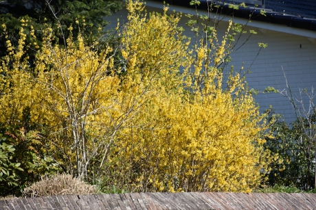 Forsythia