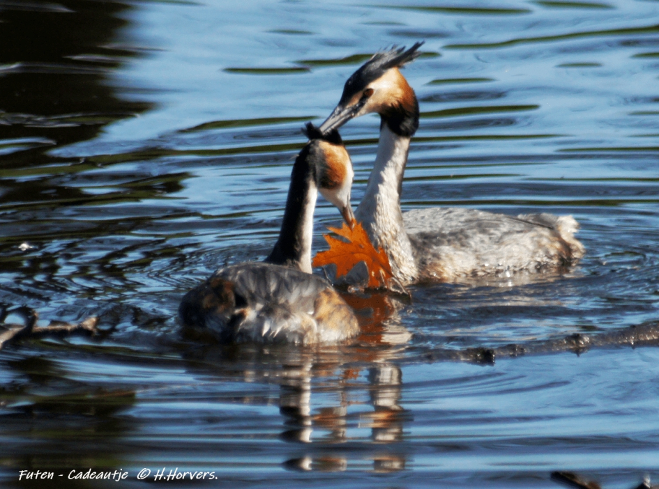 Futen - Cadeautje - Vogels - Futen