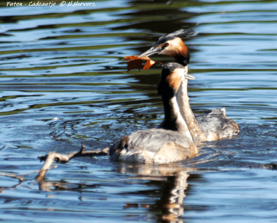 Futen - Cadeautje - Vogels - Futen