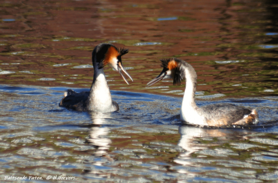 Futen - Vogels - Futen