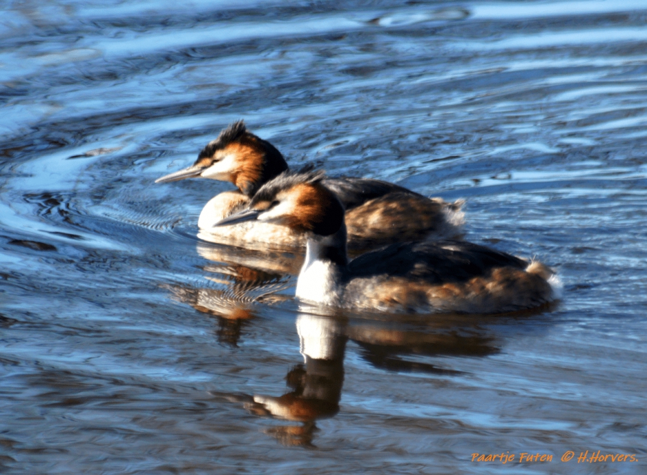 Futen - Vogels - Futen
