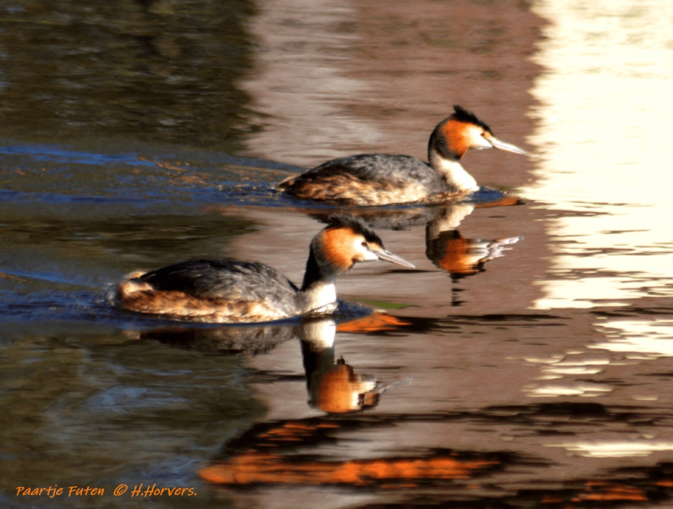 Futen - Vogels - Futen