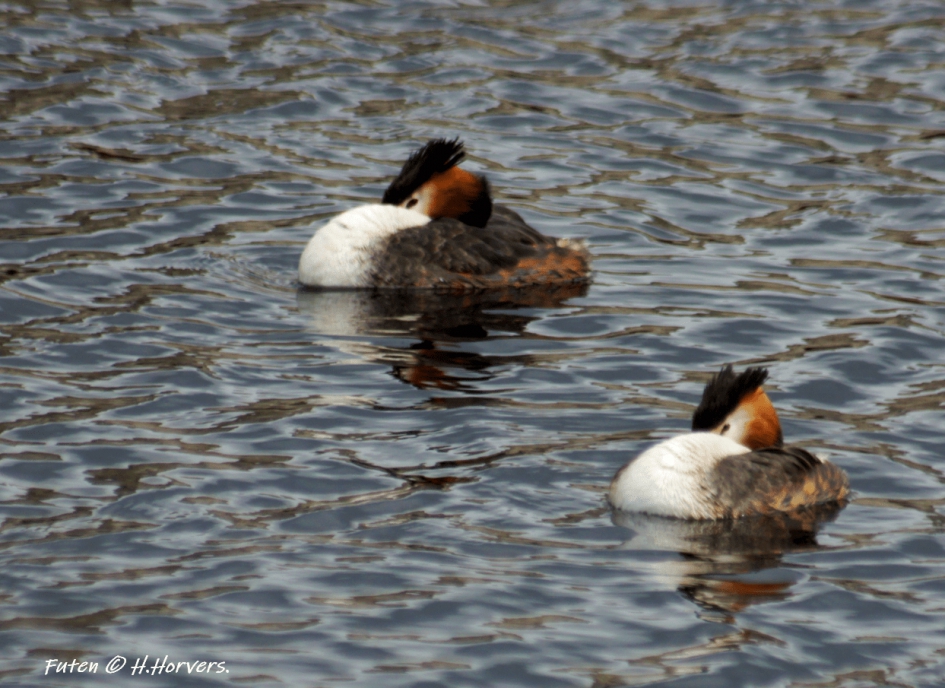 Futen - Vogels - Futen