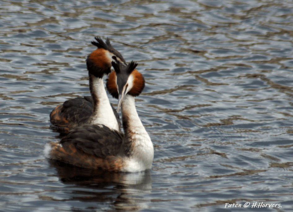Futen - Vogels - Futen
