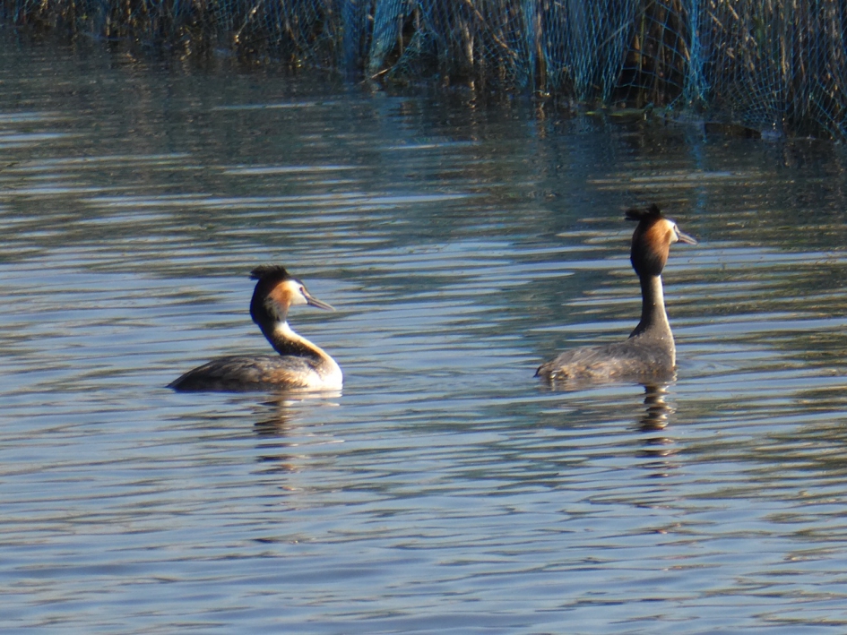 Futen - Vogels - 