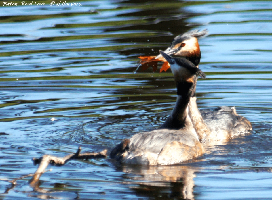 Futenpaar - Real Love ... - Vogels - Futen