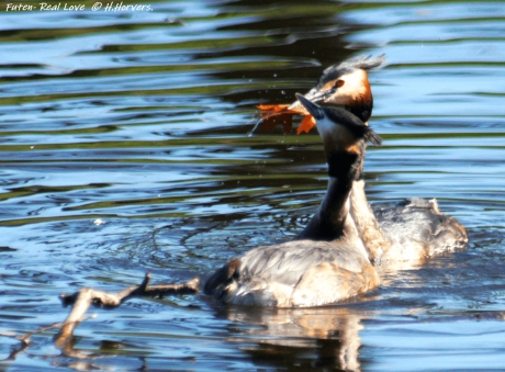 Futenpaar - Real Love ...
