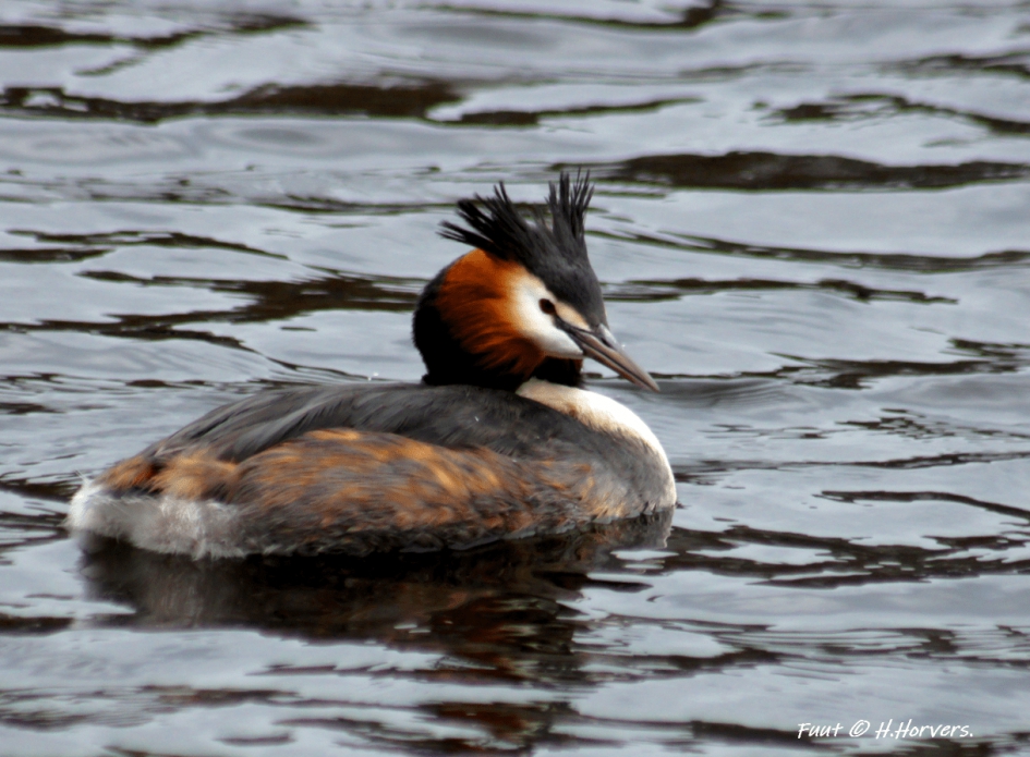 Fuut - Vogels - Fuut