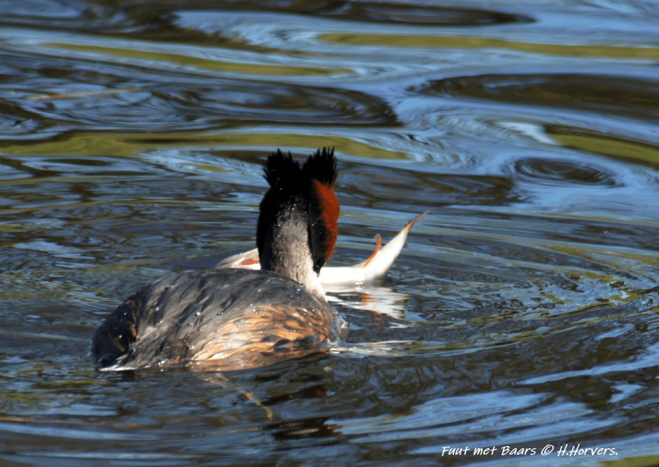 Fuut met baars - Vogels - Fuut met baars