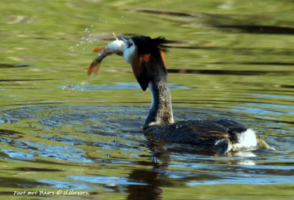 Fuut met baars - Vogels - Fuut met baars