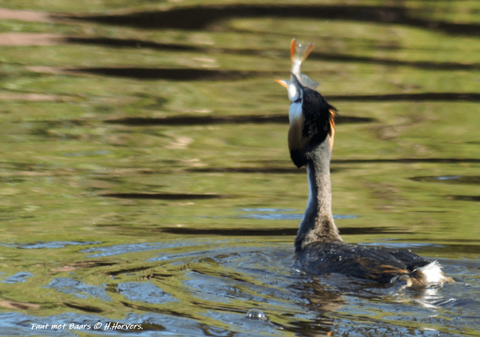 Fuut met Baars - Vogels - Fuut met Baars