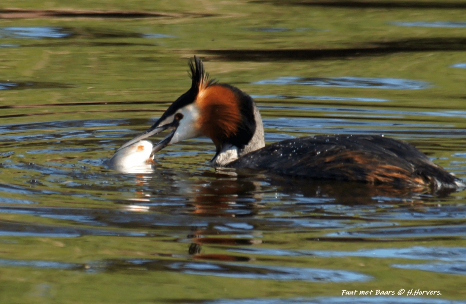 Fuut met Baars - Vogels - Fuut met Baars