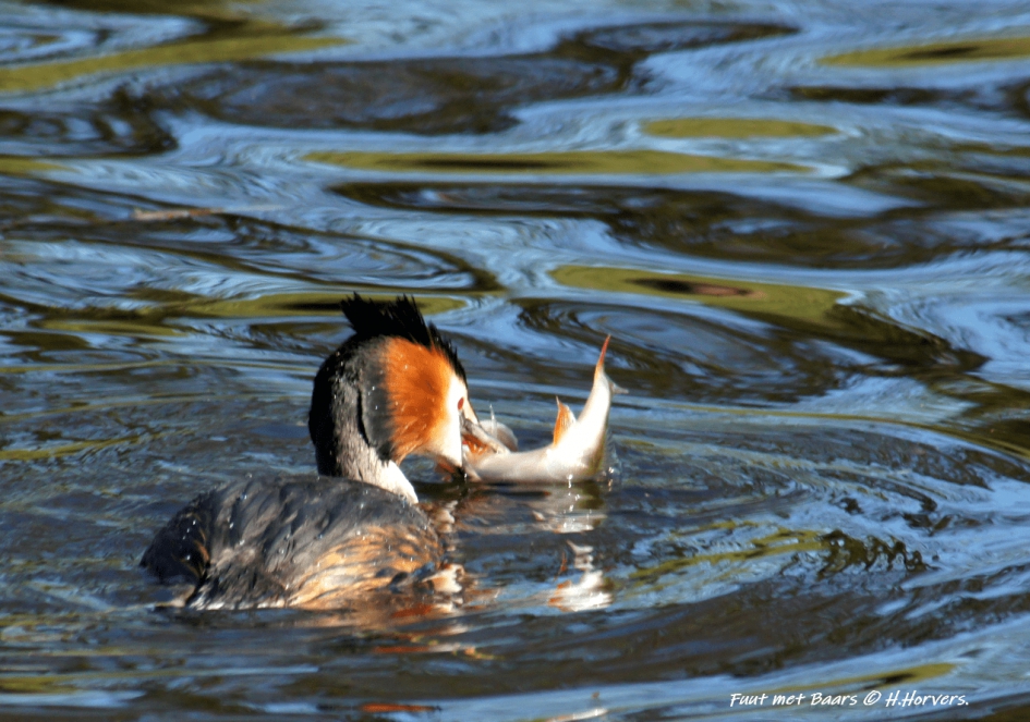 Fuut met Baars - Vogels - Fuut met Baars