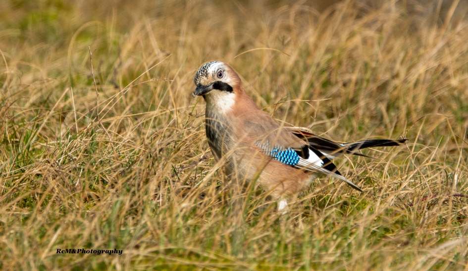 Gaai. - Vogels - Gaai.