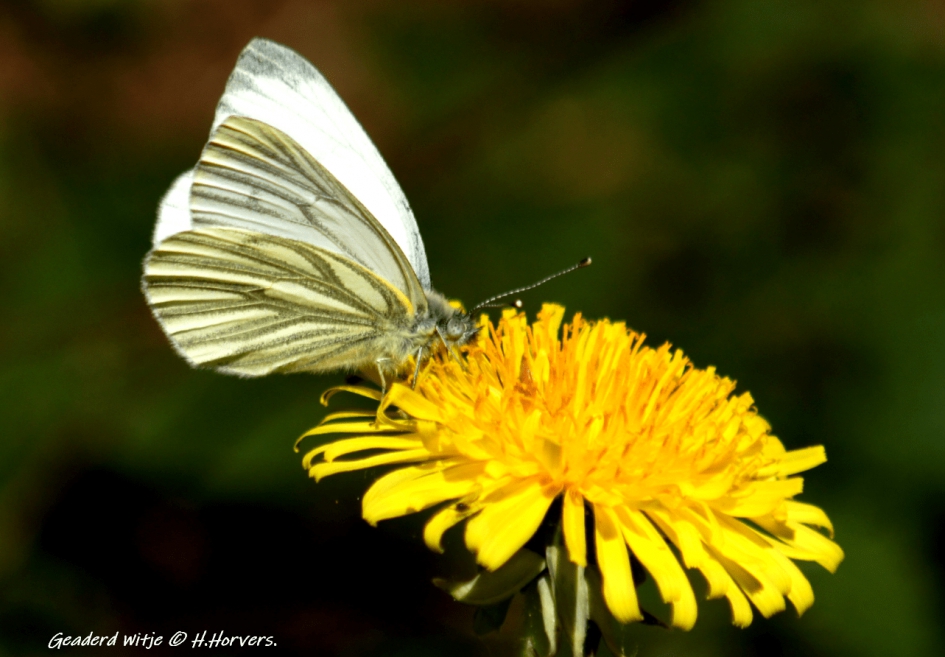Geaderd Witje - Geleedpotigen - Geaderd Witje.