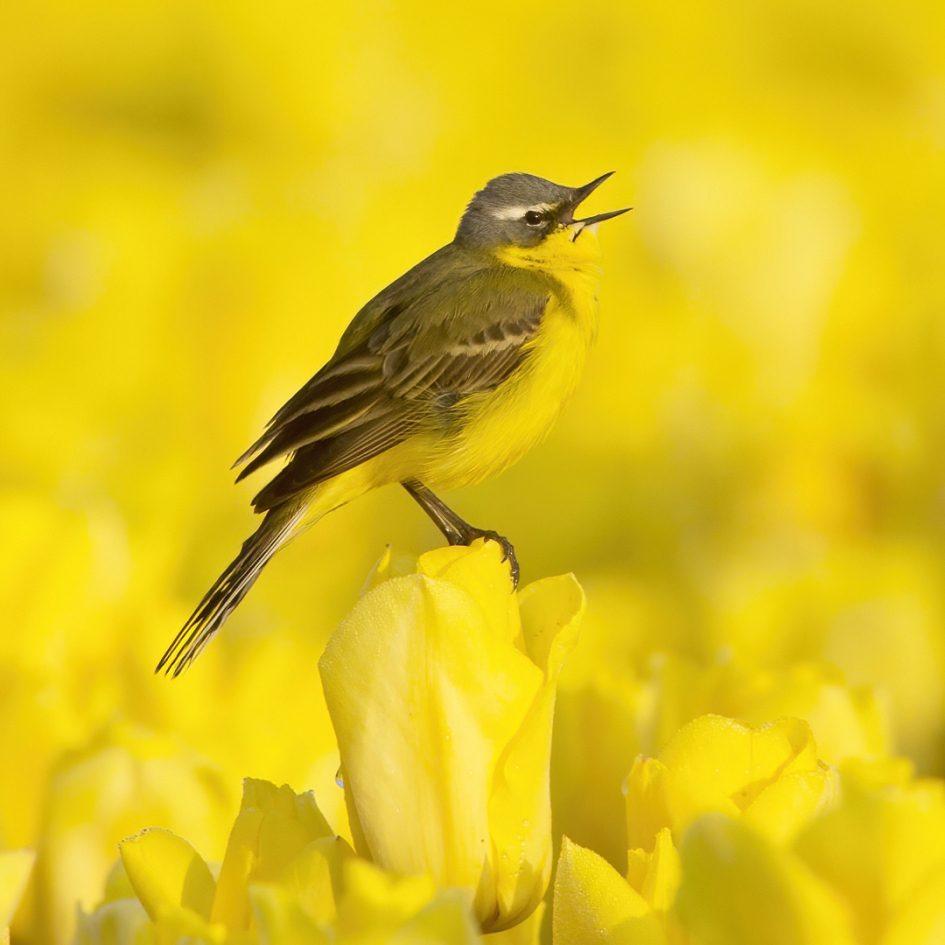 Geel op geel ... - Vogels - Gele Kwikstaart