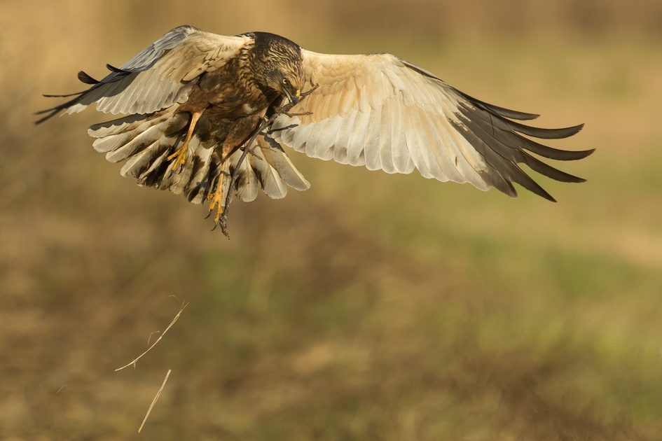 Geen takkeling ... - Vogels - Bruine Kiekendief