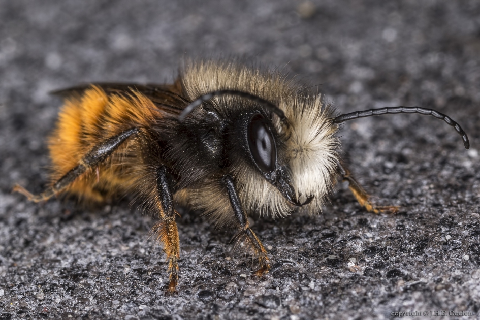 Gehoornde metselbij (Osmia cornuta) - Geleedpotigen - Gehoornde metselbij