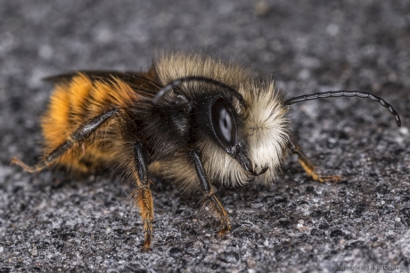 Gehoornde metselbij (Osmia cornuta)
