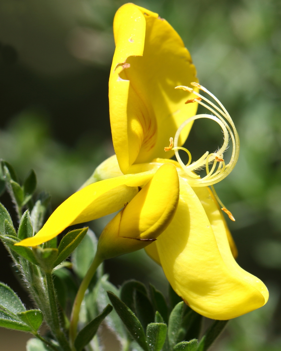 gele brem - Planten - gele brem