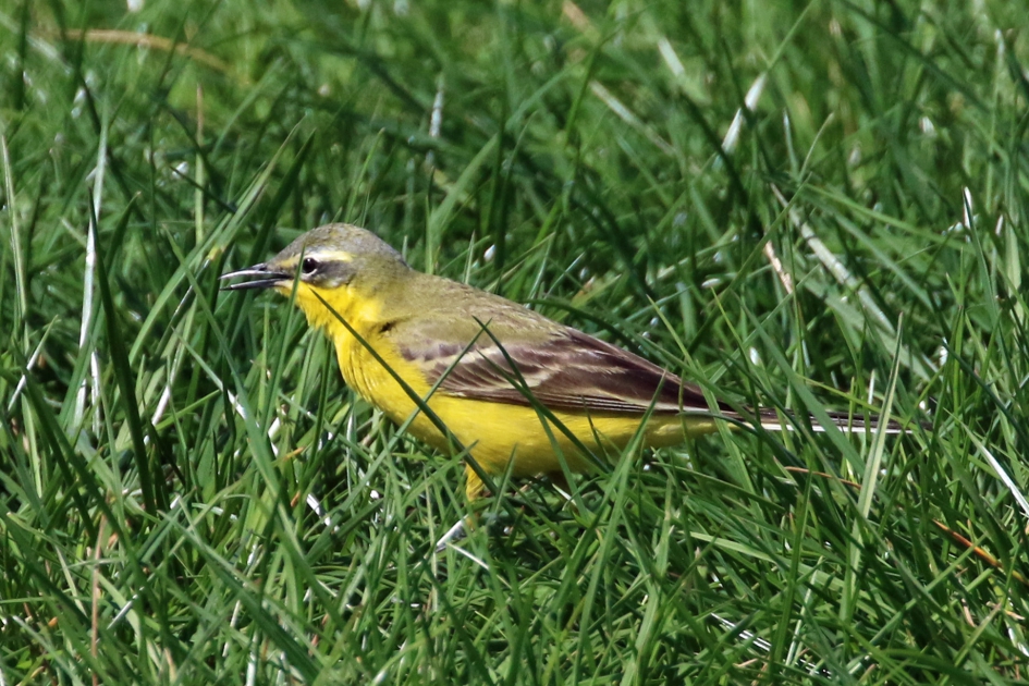 Gele kwikstaart - Vogels - 