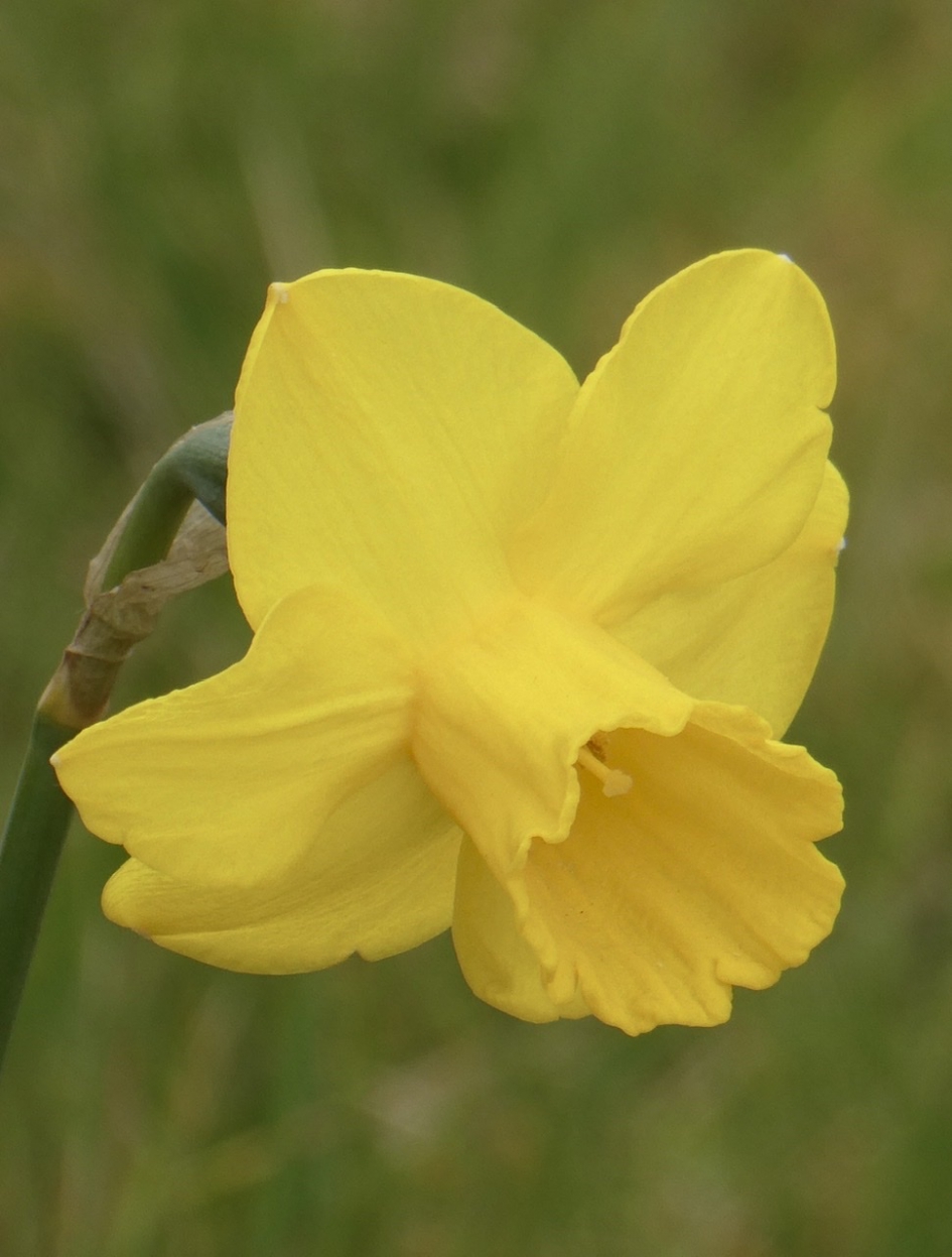 Gele narcis - Planten - 