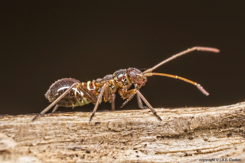 Geribde prachtblindwants (Miris striatus) nimf - Geleedpotigen - Geribde prachtblindwants