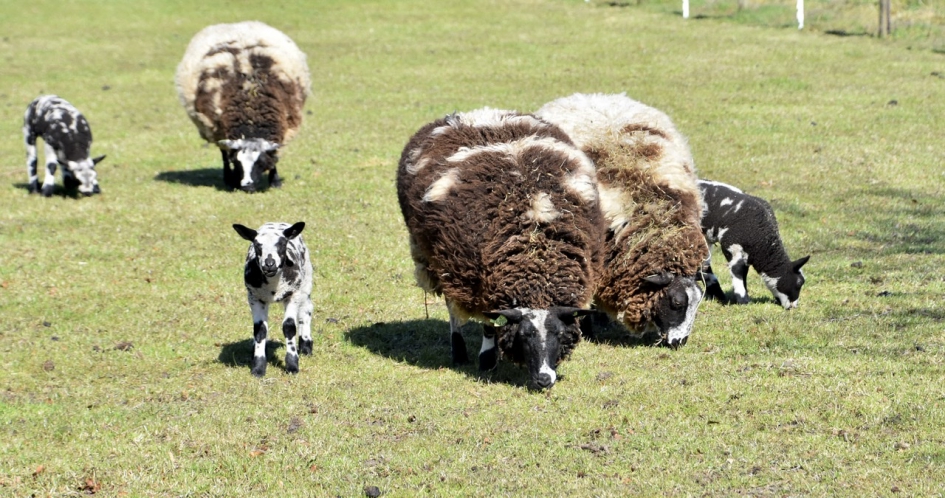 Gevlekte lammetjes - Zoogdieren - 