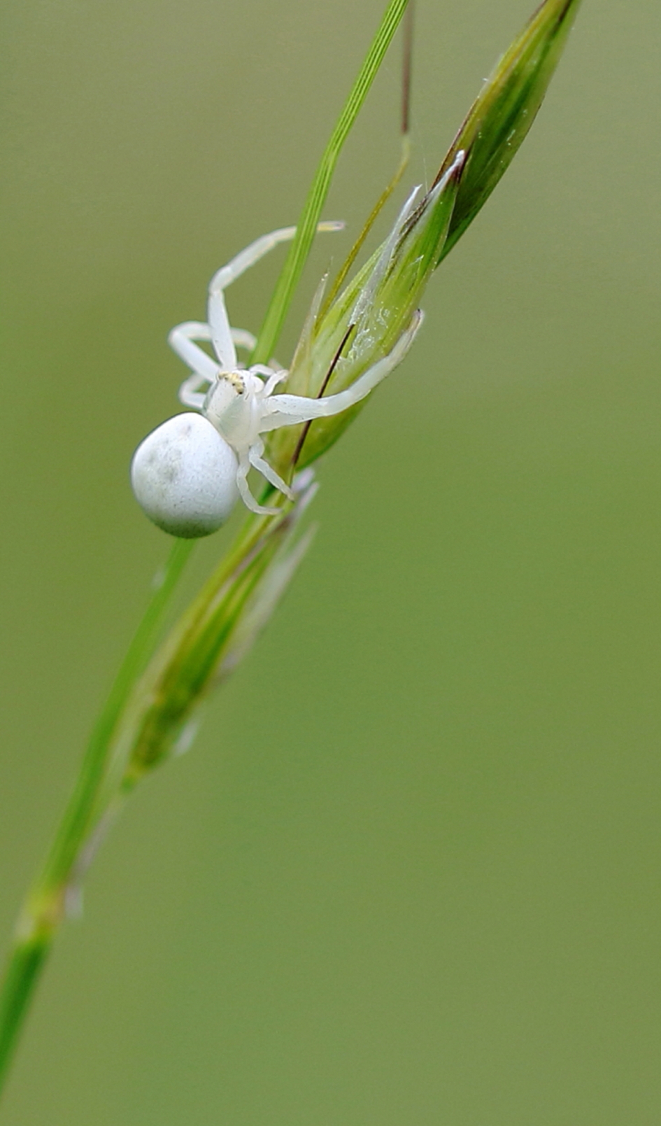 gewone kameleonspin - Geleedpotigen - 