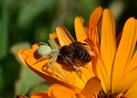 Gewone kameleonspin met prooi.
