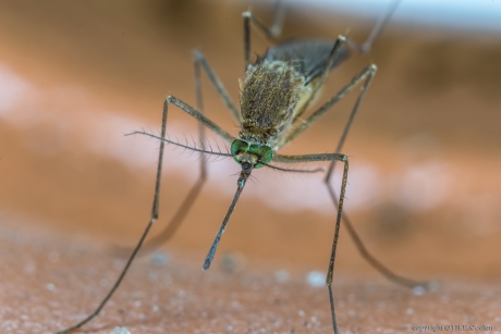 Gewone steekmug (Culex pipiens) 1