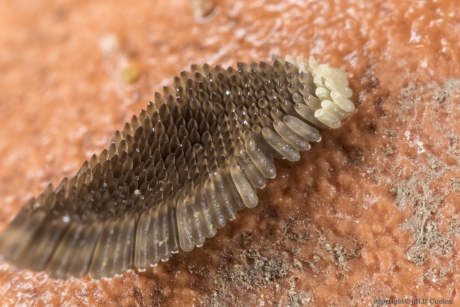 Gewone steekmug (Culex pipiens) 2