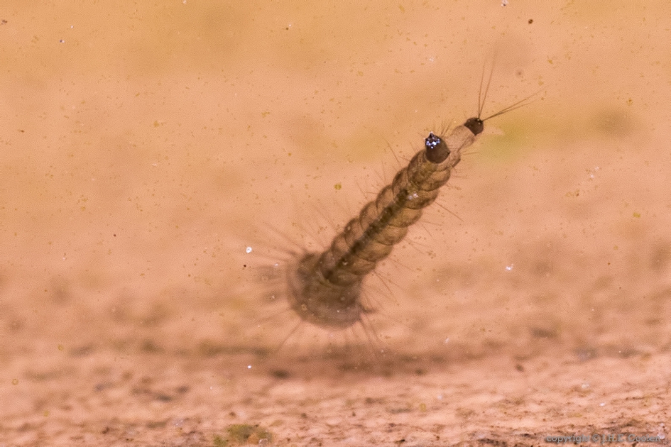 Gewone steekmug (Culex pipiens) 3 - Geleedpotigen - Gewone steekmug