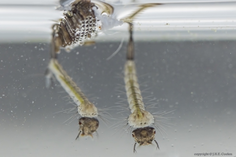 Gewone steekmug (Culex pipiens)