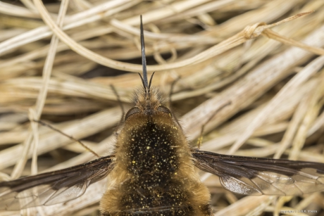 Gewone wolzwever (Bombylius major)