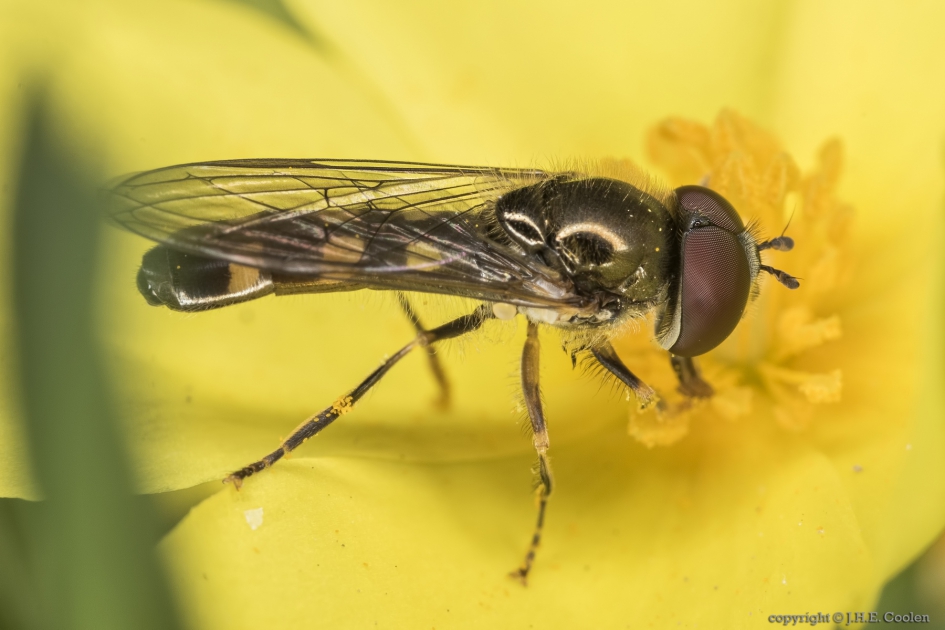 Gewoon schaduwplatvoetje (Platycheirus scutatus) - Geleedpotigen - Gewoon schaduwplatvoetje