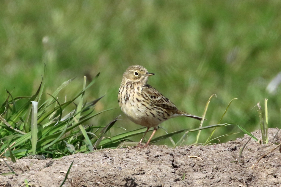 Graspieper - Vogels - 