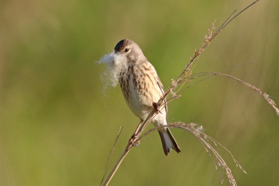 Vrouwtjes kneu (?) met nestmateriaal - Vogels - 