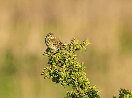 graspieper in de zon