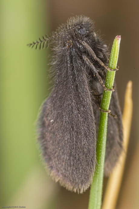 Graszakdrager (Epichnopterix plumella)