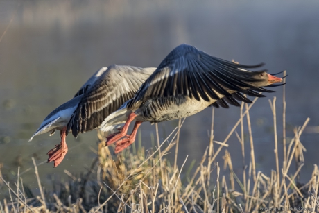 Grauwe gans (Anser anser)