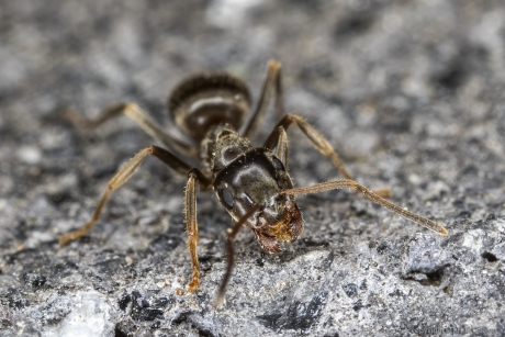 Grauwe mier (Lasius spec.)