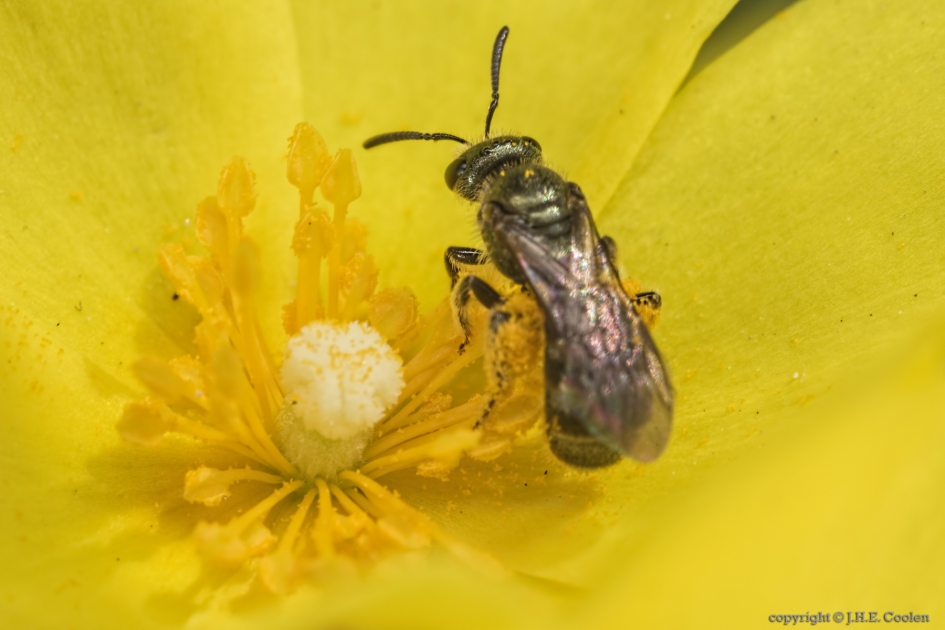 Groefbij onbekend (Lasioglossum) - Geleedpotigen - Groefbij onbekend
