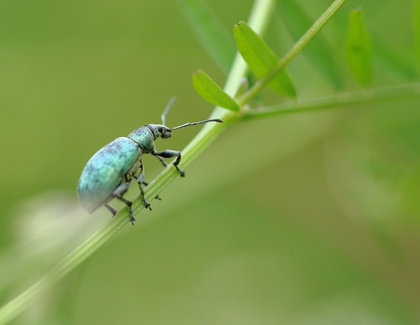 groene bladsnuitkever