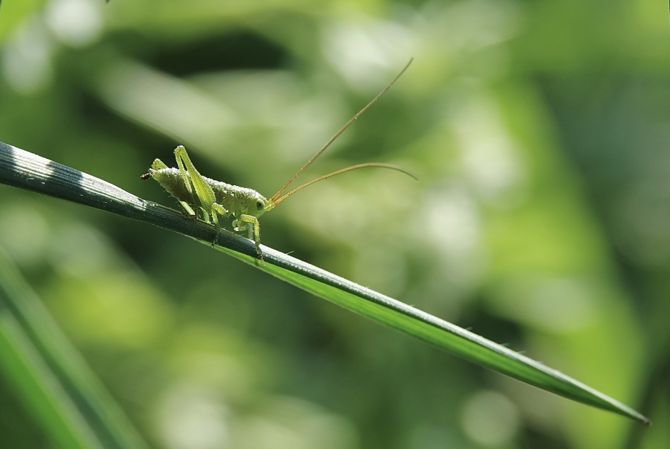 Groentje - Geleedpotigen - Sprinkhaan