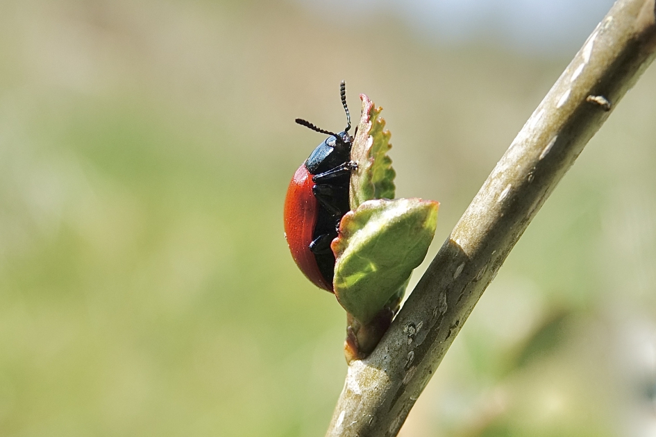 Groot Populierenhaantje - Geleedpotigen - Groot Populierenhaantje