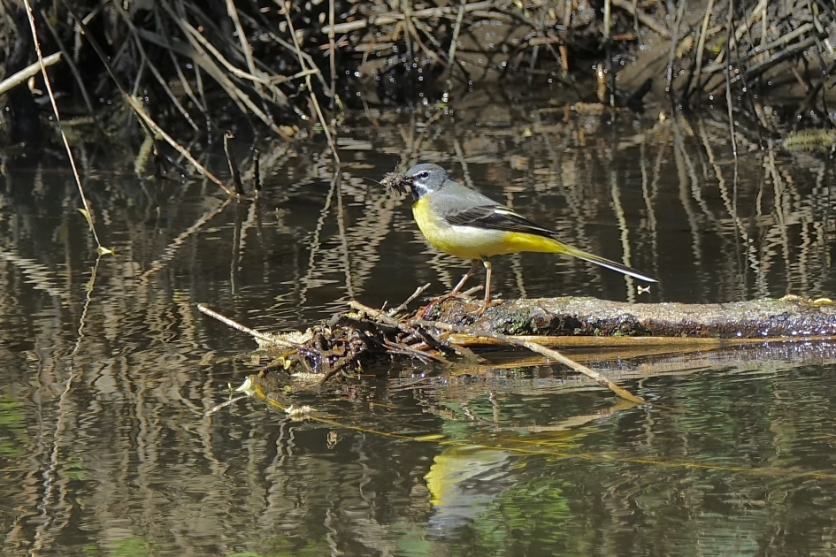 Grote Gele Kwikstaart - Vogels - Grote Gele Kwikstaart