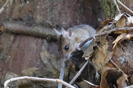 Hap uit het Bosmuis oor